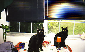 Judith's cats, Penny and Pepper